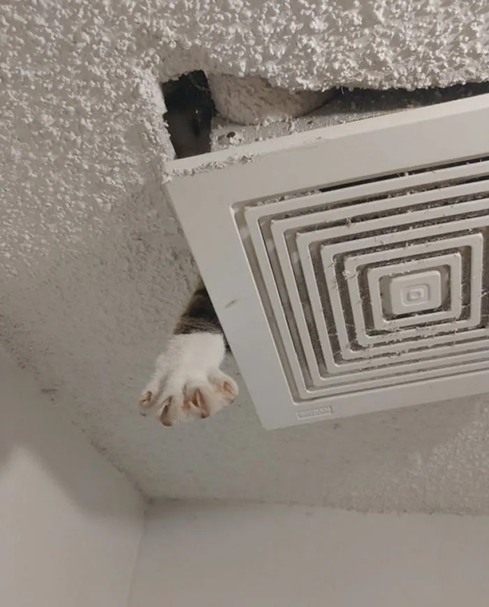 40 Dueños de gatos muestran los sitios más insólitos en los que han encontrado a sus mascotas