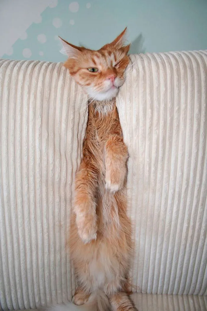 Cat Owners Share The Weirdest Places Their Cats End Up In (50 Pics)