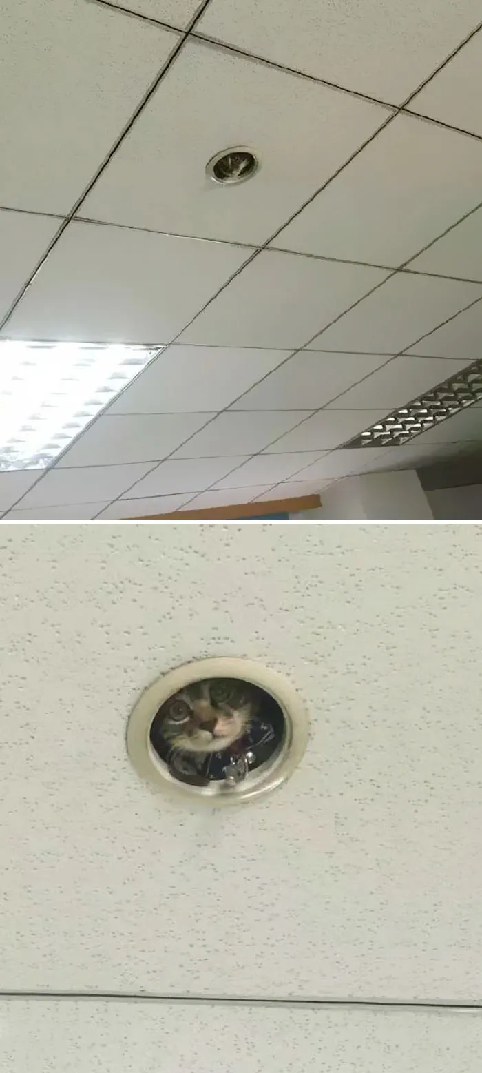 40 Dueños de gatos muestran los sitios más insólitos en los que han encontrado a sus mascotas
