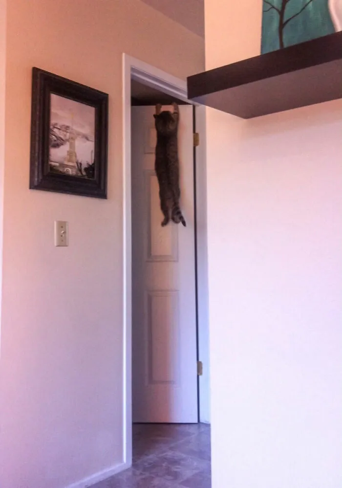 40 Dueños de gatos muestran los sitios más insólitos en los que han encontrado a sus mascotas