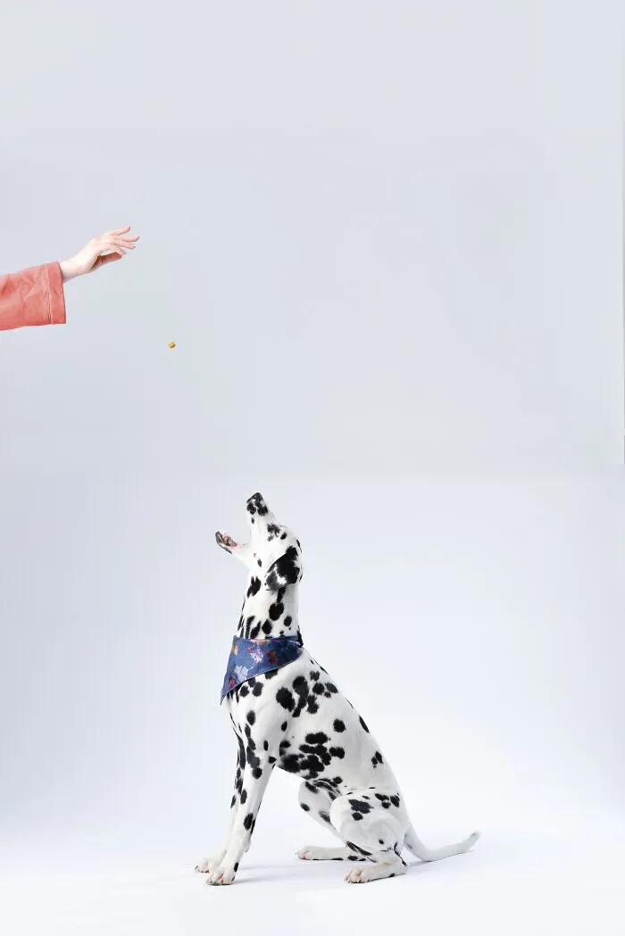 My Dog Is Very Intelligent And Smart Because I  Care For Him
