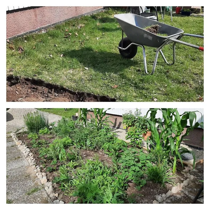 A Bee Garden - 50 Days Between Pictures