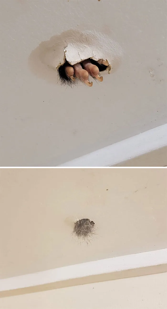 Sigh. This Is My Bathroom Ceiling, That Is A Brush-Tailed Possum Foot