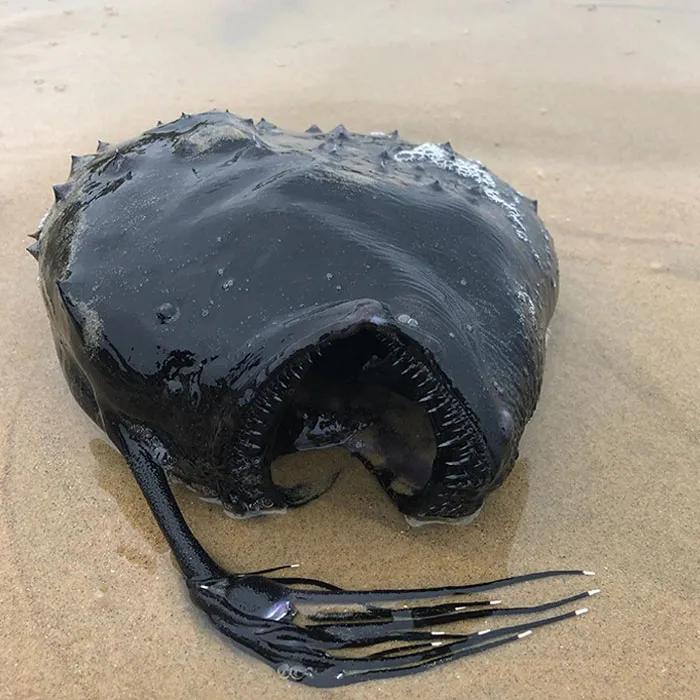 Pez pescador arrastrado a la orilla