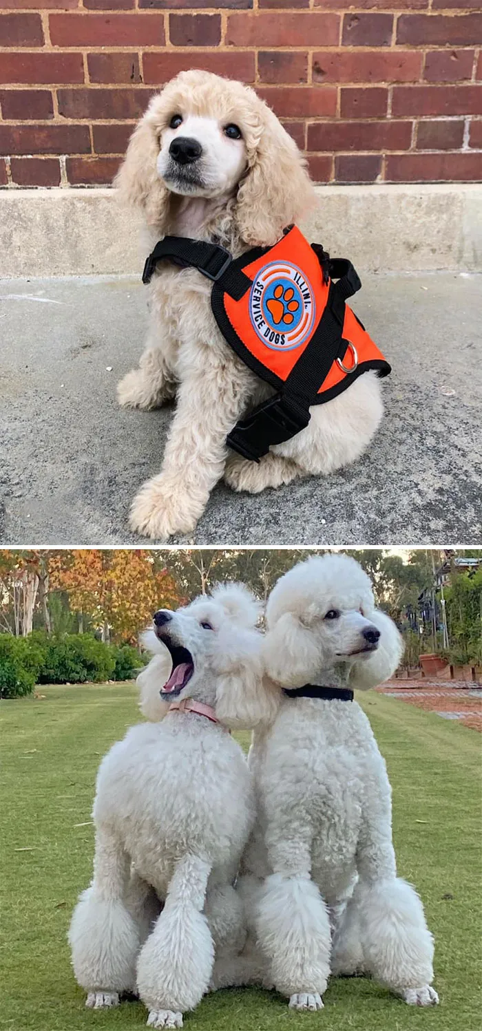Standard Poodle