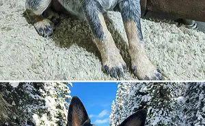30 Of The Smartest Dog Breeds As Proved By Science