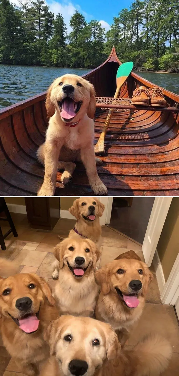 Golden Retriever