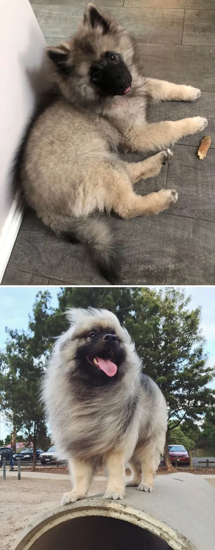 Keeshond