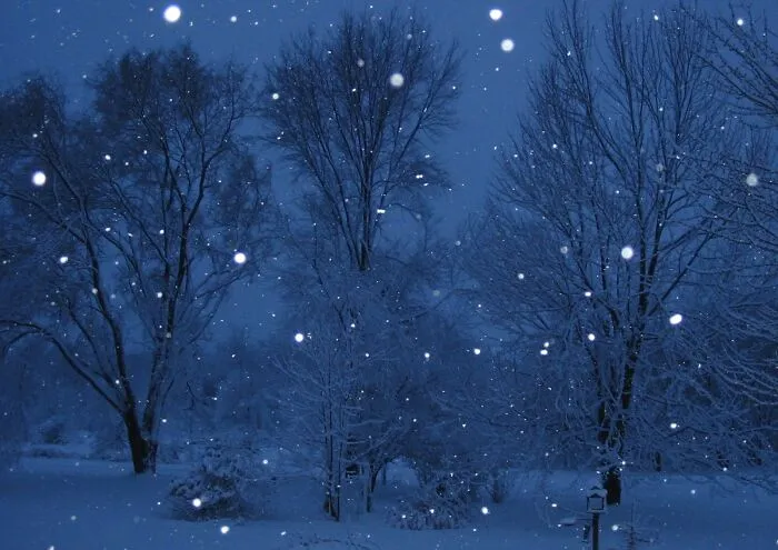 My Backyard