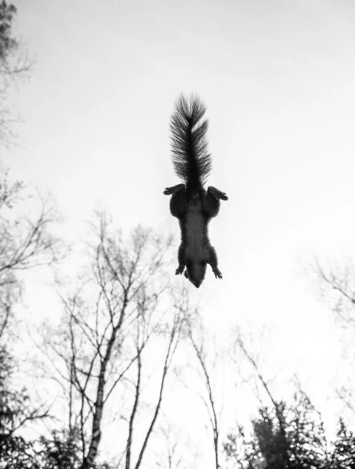 I’ve Spent 5 Years Capturing Perfectly Timed Action Shots Of Animals In Nature (35 Pics)