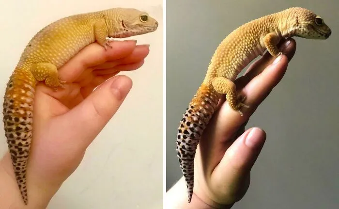 From 95 Grams To 80 Grams. Alexander Has Reached His Goal Chonk!