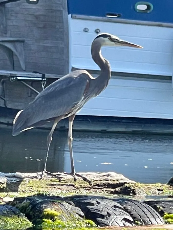 Great Blue Heron - They Sound Like What I Imagine Pterodactyls Sound Like - Dinosaurs!