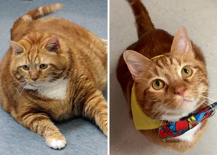 Motivation: The Weight-Loss Journey Of Skinny The Cat. He Lost About 10 Kg In Total