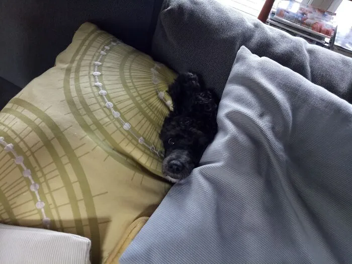 My Dog Playing Hide And Seek