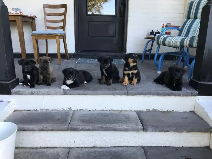 First Litter Of Foster Pups (We Are 3 Litters In Now).  This Was Pure Luck!