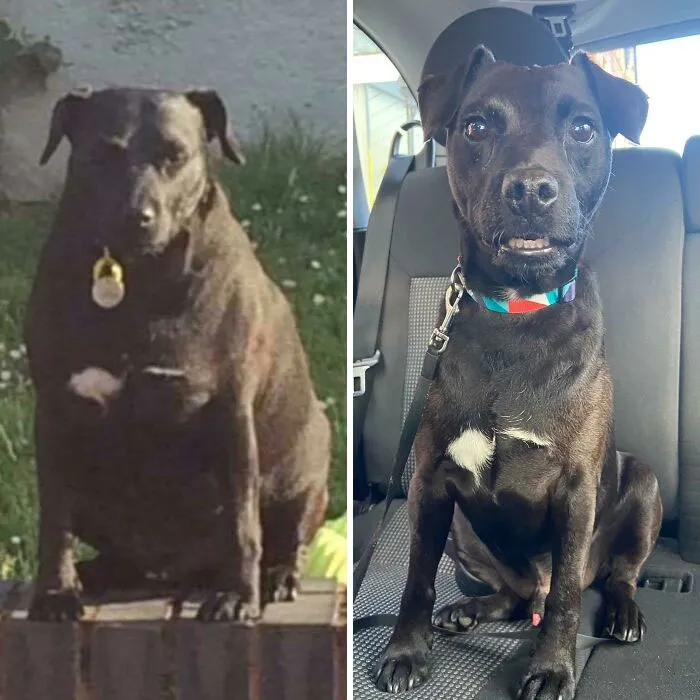 Buddy’s Epic Weight Loss! He Was Around 20kg, And Now He’s At 13kg