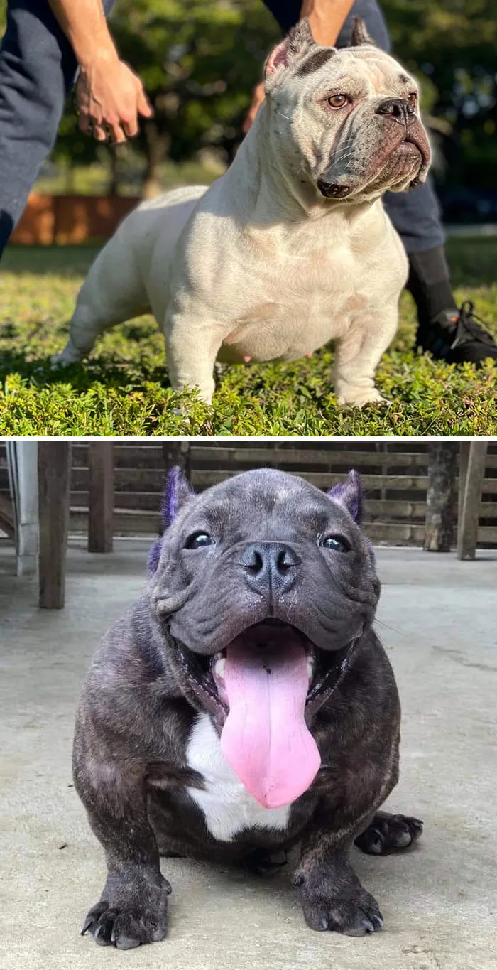 Toad Bulldog, o Bulldog Exótico