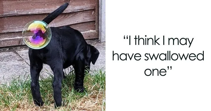 If You're Having A Bad Day, These Finalists From Comedy Pet Photography Awards 2021 Are Bound To Make It Better (35 Pics)