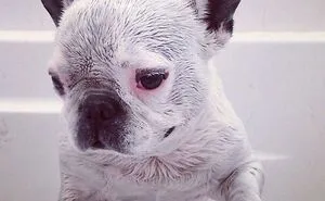 50 Cute Pics Of Bulldogs Prove How Common Stereotypes About Them Are Wrong
