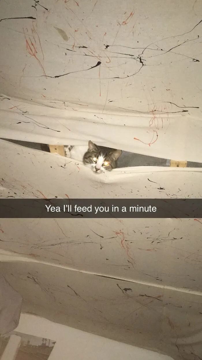 Ceiling Cat