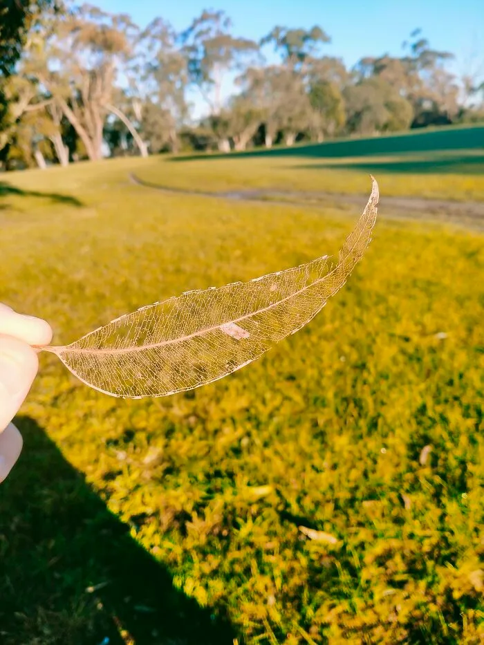 I Found This Leaf With Only It's 'Veins' Remaining