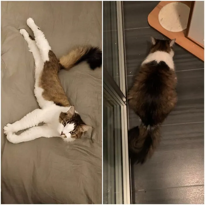 My Reverse Chonk! He Stopped Eating Last Summer And Lost A Lot Of Weight, Turns Out Many Of His Teeth Were Bad And He Was In Too Much Pain To Eat. He Had Surgery In December And Has Been Putting On Weight Since! Vet Wants Him A Bit Chonky Since He's A Senior And Prone To Being On The Lighter Side