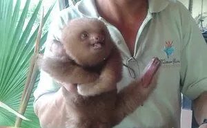 39 Of The Cutest Sloth Pics To Celebrate International Sloth Day