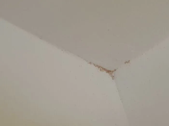 ¿Qué es este "polvo" rosa que sigue reapareciendo en las esquinas del techo de mi cocina a las pocas horas de ser limpiado?