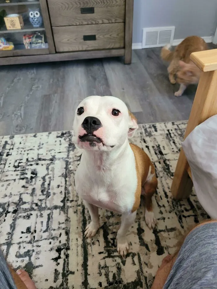 Please? Treat For Mabel?