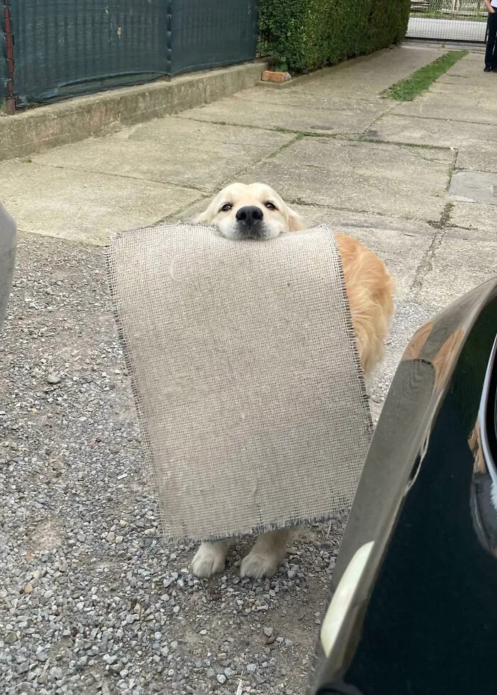 Mi Golden me trae esta vieja alfombra cada vez que llego a casa para desearme una cálida bienvenida