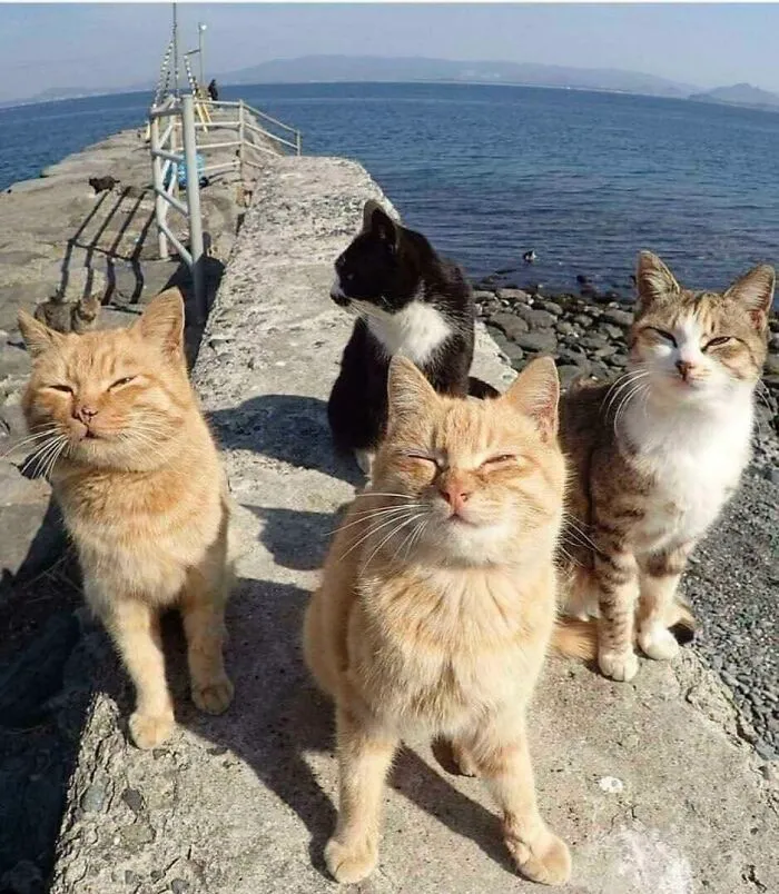 New Rock Band