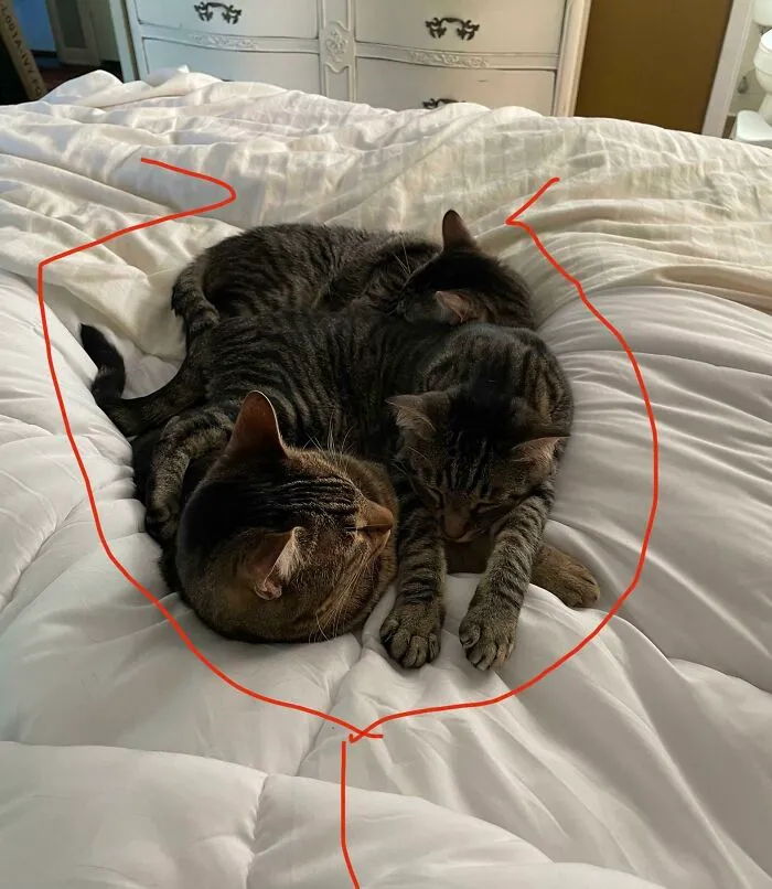 Sick In Bed Today. My Cuddle Nurses. Drew My Leg Positions For Reference. Why Not