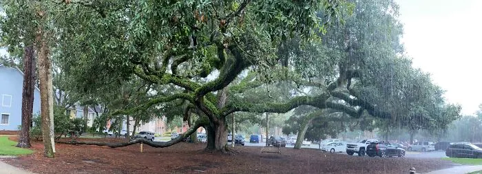 I Was Taking A Panorama Picture Of A Tree In Georgia And It Started Raining Halfway Through