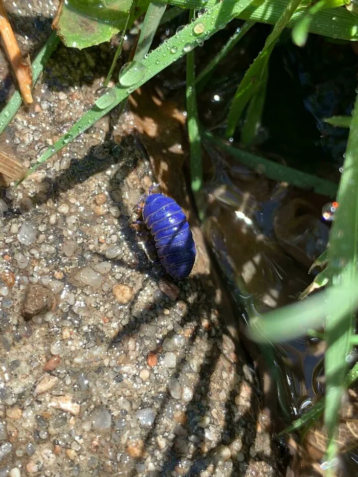 Close-up of a vibrant blue bug on wet, sandy ground near green grass and water, showcasing bugs' spectacular details.