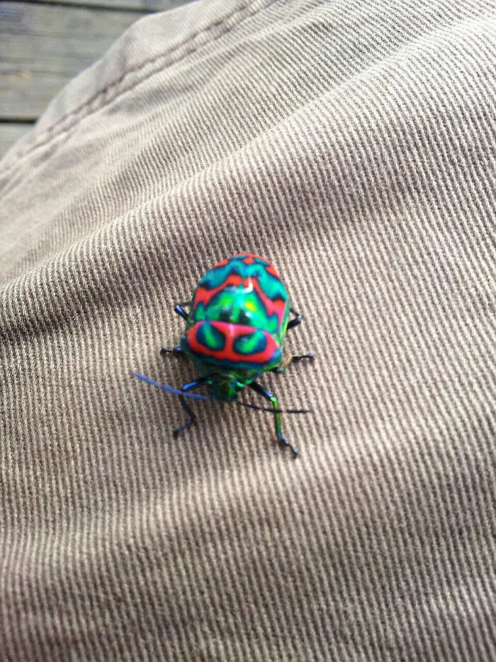 Colorful bug with vibrant green and red patterns resting on textured fabric, showcasing the beauty of bugs up close.