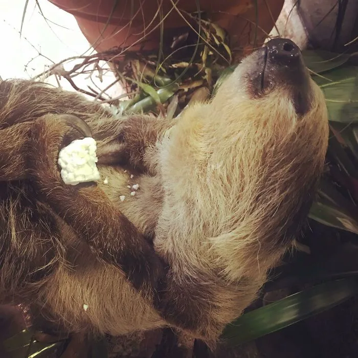 Mervin se quedó dormido mientras comía su coliflor