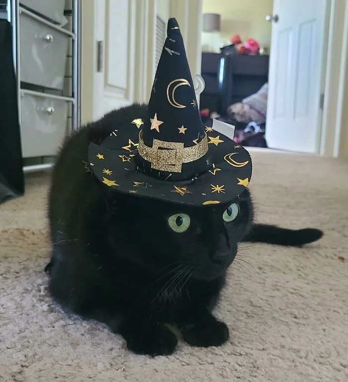 No Longer Just A Familiar, Eve Is Now A Full-Blown Witch. Just In Time For The Season