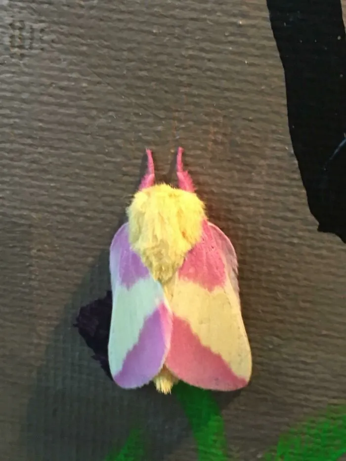 Colorful fuzzy bug with pink, yellow, and purple markings resting on a textured dark surface in nature close-up.