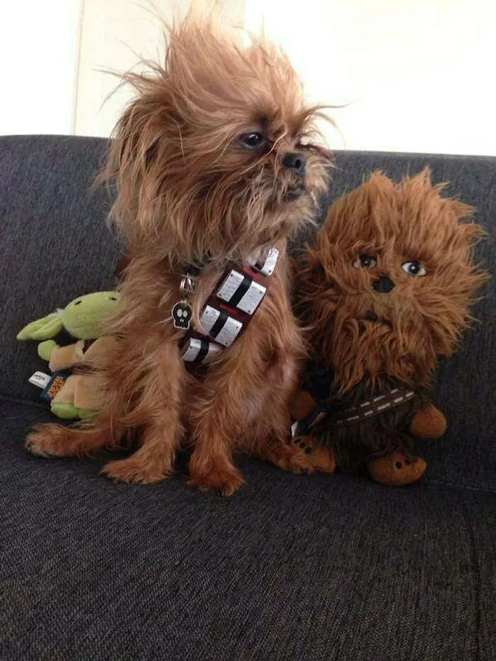 Este perro es Chewbacca