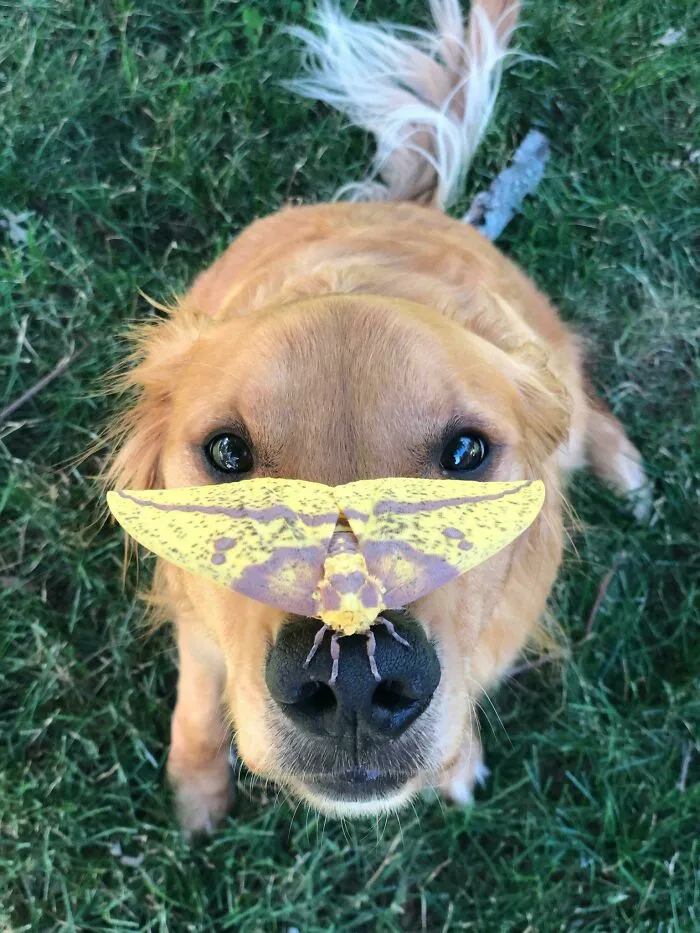 This Moth My Neighbor's Dog Found