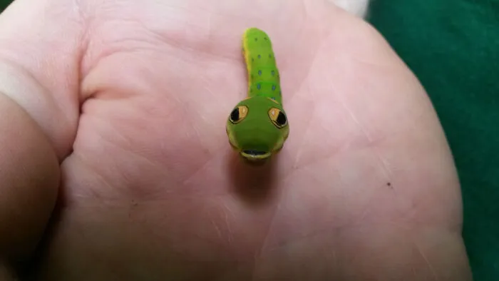 Close-up of a spectacular green bug with eye-like markings resting on a person's palm, showcasing unique insect features.