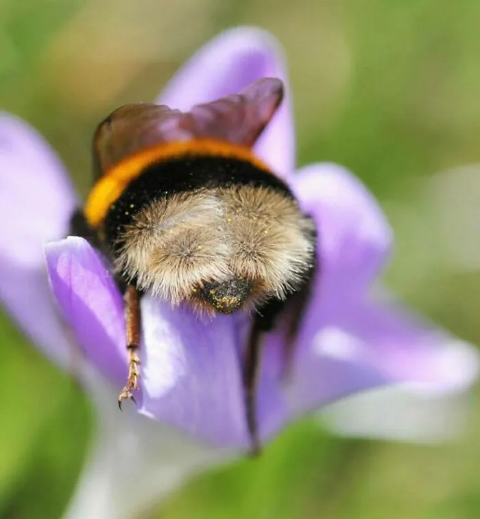 Close-up of a spectacular bug resting on a purple flower petal, showcasing its detailed fuzzy body and vibrant colors.