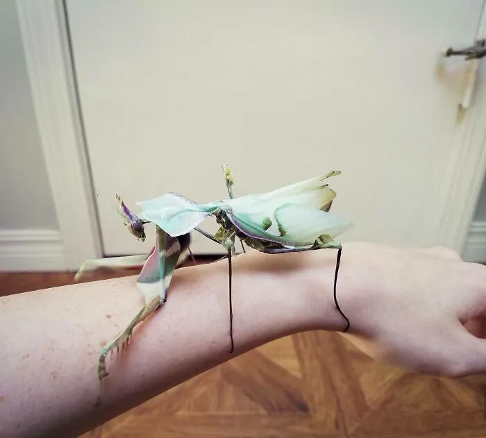 Close-up of a spectacular praying mantis with leaf-like wings perched on a person's forearm showcasing unique bug features.