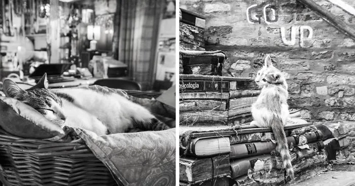Cats At Work: I Captured Cats Living In People’s Working Places (30 Pics)