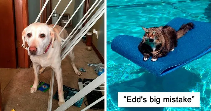 50 Funny Animals Who Got Stuck And Required Human Assistance