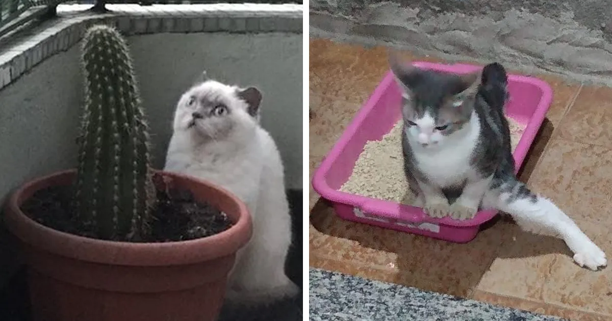 30 gatos actuando tan raro, que la gente preguntó: “¿Qué le pasa a tu gato?” (Nuevas imágenes)