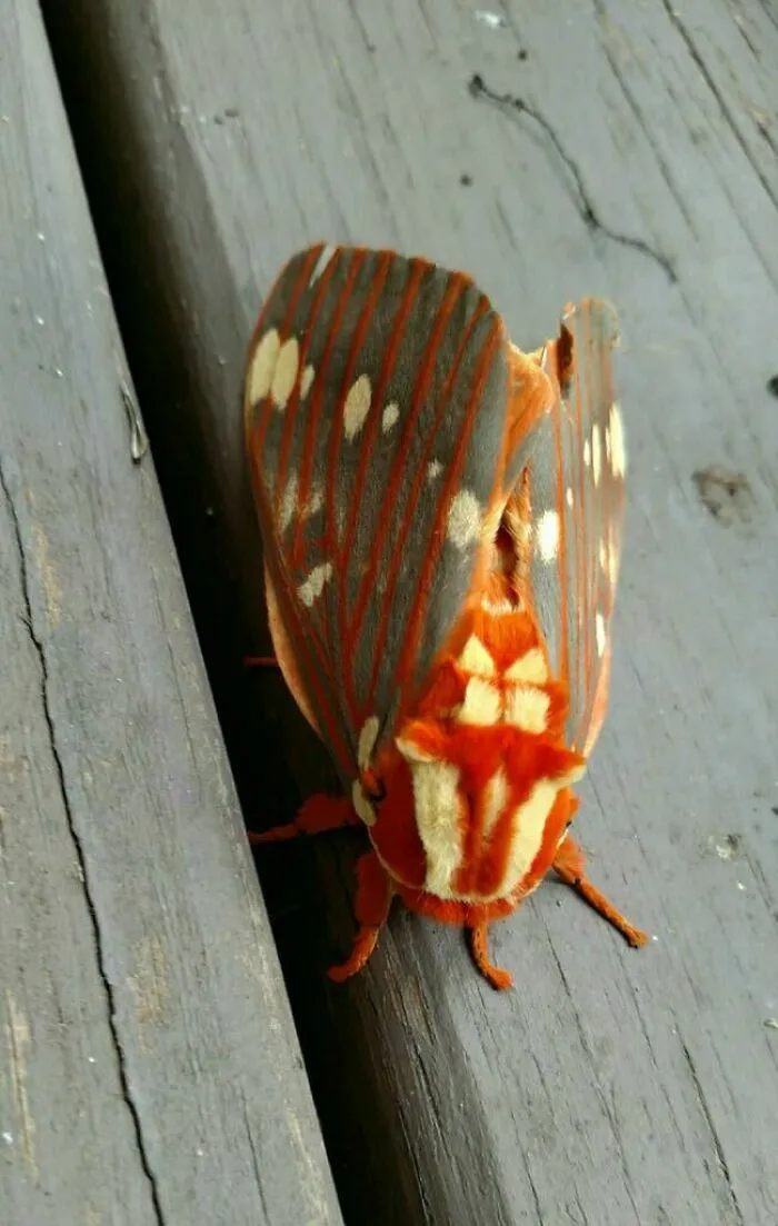 Colorful orange and white bug with striped wings resting on weathered wooden surface, showcasing spectacular insect patterns.