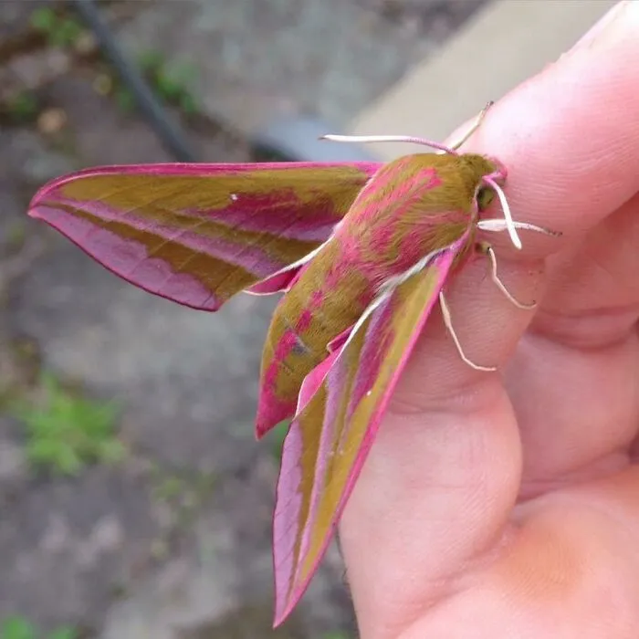 Close-up of a spectacular pink and olive green bug resting on a person's fingers showcasing unique colors and patterns.