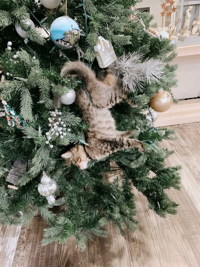 Supongo que me quedaré atrapado aquí por Navidad