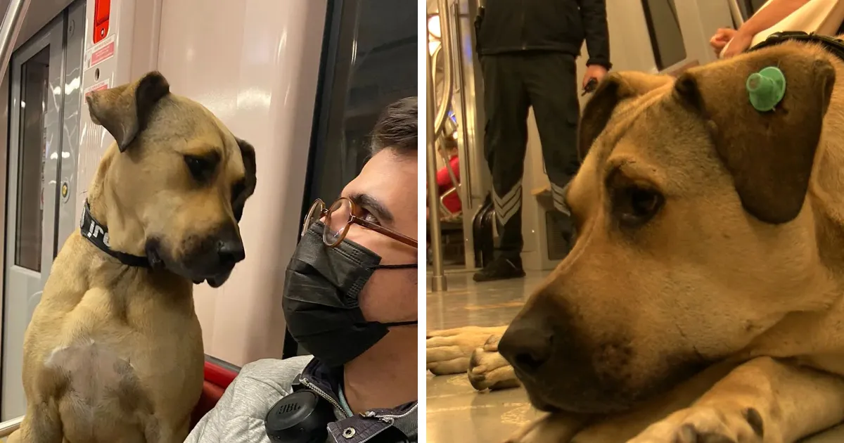 Se vio a este perro usando el transporte público en Estambul, así que las autoridades le pusieron un rastreador: Resulta que viaja más de 30 kilómetros al día
